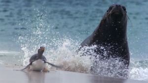 uump4.cc_冰冻星球BBC Frozen Planet 2011 720p BluRay x264 DTS-WiKi 全8集 BBC耗时5年打造